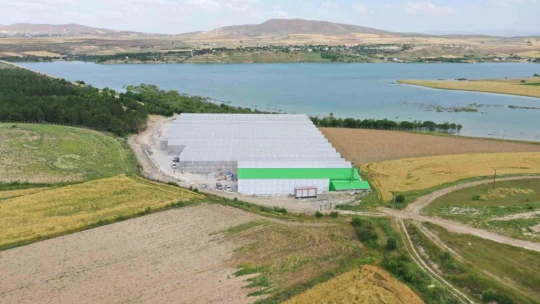 Jeotermal serada 'topraksız tarım' başladı: Yaz kış üretim olacak