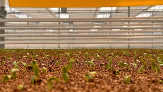 Jeotermal serada 'topraksız tarım' başladı: Yaz kış üretim olacak