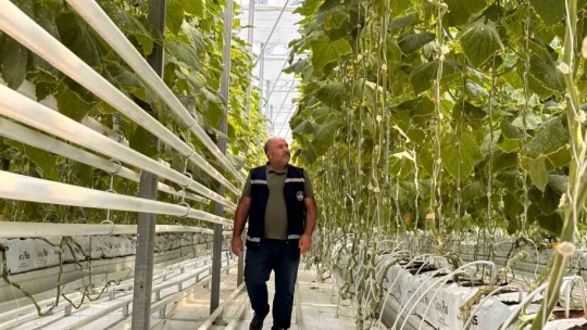 Jeotermal serada 'topraksız tarım' başladı: Yaz kış üretim olacak