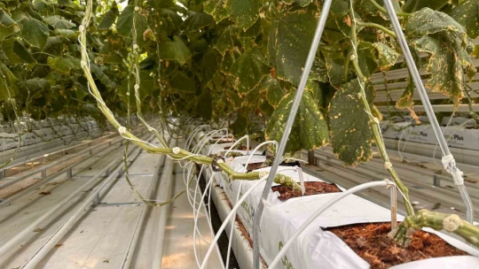 Jeotermal serada 'topraksız tarım' başladı: Yaz kış üretim olacak