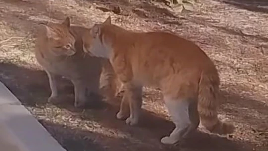 Kavga eden kedileri hem çekti hem de sunucu gibi anlattı: ''Karşısındaki belasını arıyor herhalde''