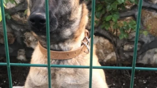 Kaybolan köpeğini bulana 10 bin lira ödül verecek