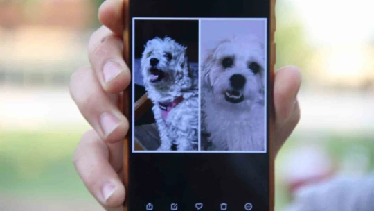 Kaybolan köpeğini bulmak için sokak sokak geziyor