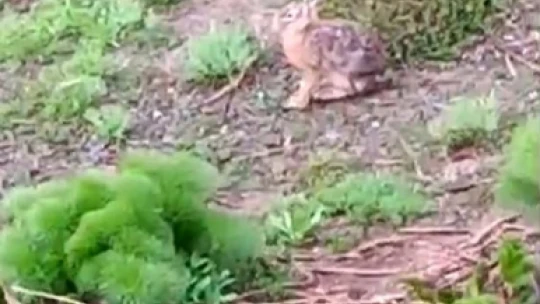 Kayda aldığı tavşanla sohbeti gülümsetti