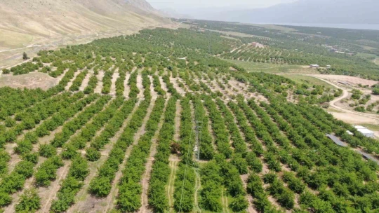 Kayısıyı 'sis' vurdu, rekoltede yüzde 60 düşüş bekleniyor