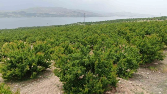 Kayısıyı 'sis' vurdu, rekoltede yüzde 60 düşüş bekleniyor