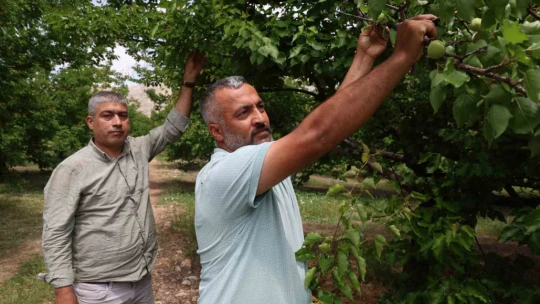 Kayısıyı 'sis' vurdu, rekoltede yüzde 60 düşüş bekleniyor