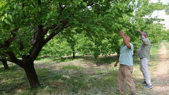 Kayısıyı 'sis' vurdu, rekoltede yüzde 60 düşüş bekleniyor