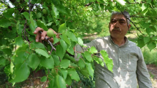 Kayısıyı 'sis' vurdu, rekoltede yüzde 60 düşüş bekleniyor