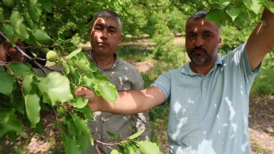 Kayısıyı 'sis' vurdu, rekoltede yüzde 60 düşüş bekleniyor