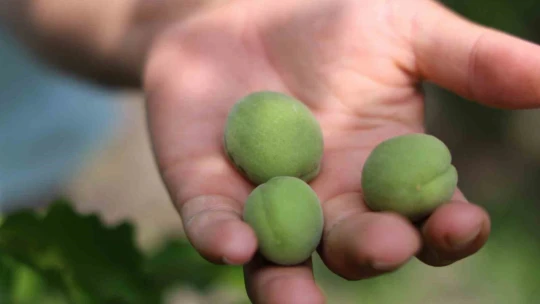 Kayısıyı 'sis' vurdu, rekoltede yüzde 60 düşüş bekleniyor