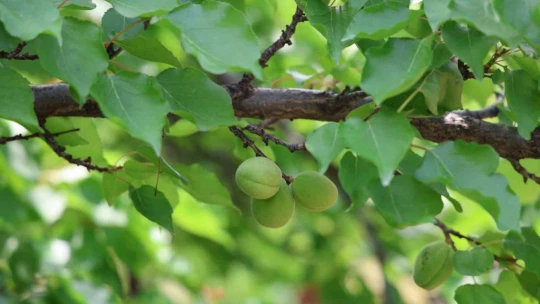 Kayısıyı 'sis' vurdu, rekoltede yüzde 60 düşüş bekleniyor