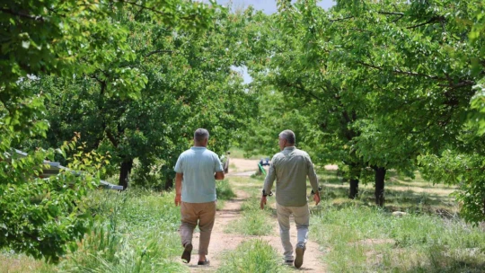 Kayısıyı 'sis' vurdu, rekoltede yüzde 60 düşüş bekleniyor
