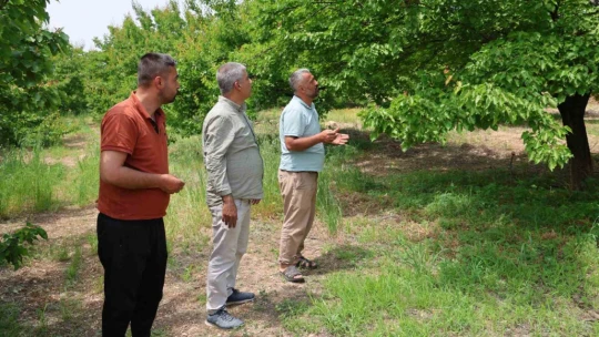 Kayısıyı 'sis' vurdu, rekoltede yüzde 60 düşüş bekleniyor