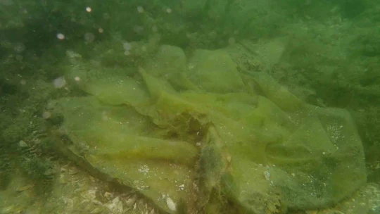 Keban Baraj Gölü'ndeki kirlilik su altı kamerası ile görüntülendi