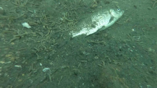 Keban Baraj Gölü'ndeki kirlilik su altı kamerası ile görüntülendi