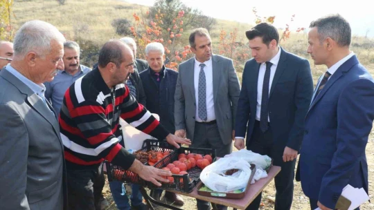 Keban'da Trabzon Hurması hasadı yapıldı