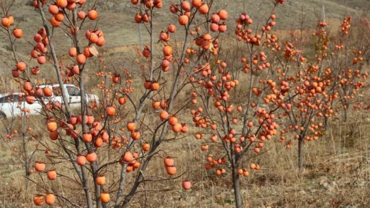 Keban'da Trabzon Hurması hasadı yapıldı