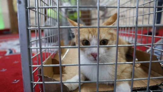 Kedi 500 yıllık caminin minberinde doğum yaptı, belediye sahip çıktı