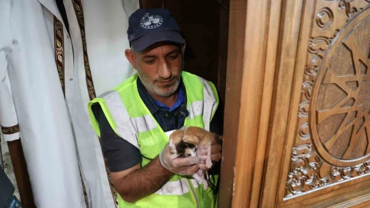 Kedi 500 yıllık caminin minberinde doğum yaptı, belediye sahip çıktı