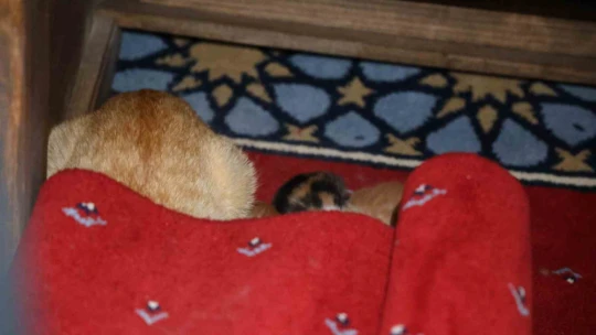 Kedi 500 yıllık caminin minberinde doğum yaptı, belediye sahip çıktı