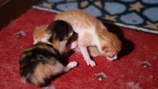 Kedi 500 yıllık caminin minberinde doğum yaptı, belediye sahip çıktı