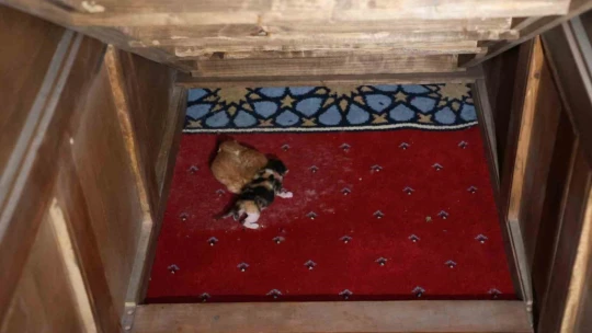 Kedi 500 yıllık caminin minberinde doğum yaptı, belediye sahip çıktı
