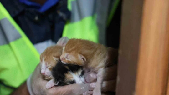 Kedi 500 yıllık caminin minberinde doğum yaptı, belediye sahip çıktı