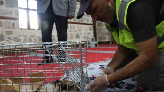 Kedi 500 yıllık caminin minberinde doğum yaptı, belediye sahip çıktı