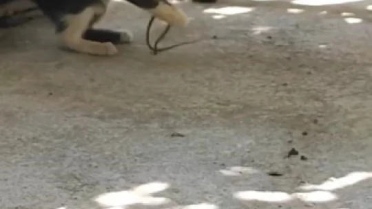Kedi bu kez fareyle değil yılanla oynadı