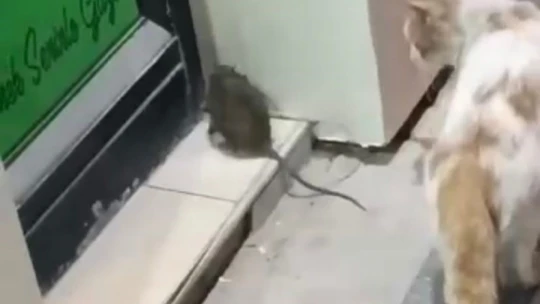 Kedinin fareyle oyunu izleyenleri gülümsetti