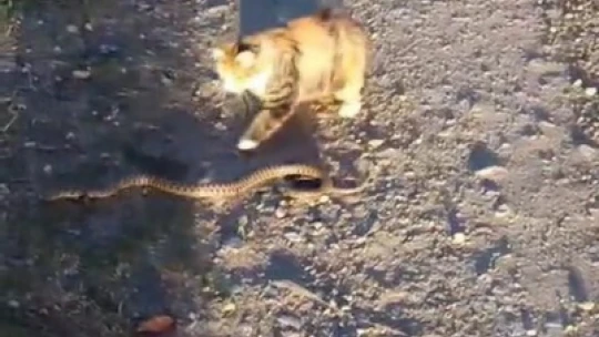 Kediyle yılanın kavgasının galibi kedi oldu
