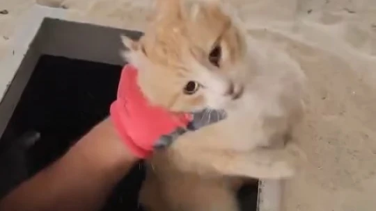 Kimyasal makinesinin içine düşen kedi son anda kurtarıldı