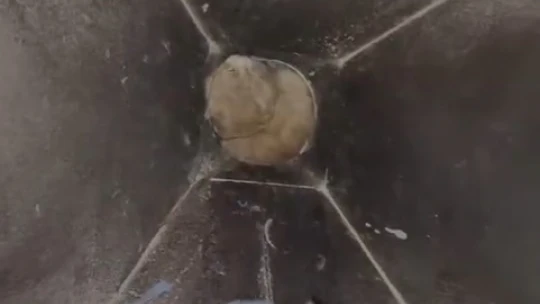 Kimyasal makinesinin içine düşen kedi son anda kurtarıldı