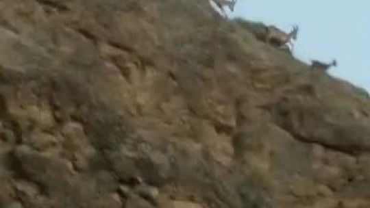 Koruma altındaki dağ keçileri tarihi ilçede görüntülendi