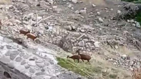 Koruma altındaki dağ keçileri Harput'ta görüntülendi