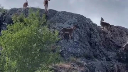 Koruma altındaki dağ keçileri sürü halinde görüntülendi