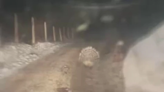 Koruma altındaki oklu kirpi Elazığ'da görüntülendi