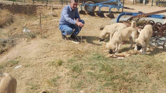 Köy muhtarının hayvan sevgisi: Çeyrek asırdır sahipsiz köpekleri besliyor