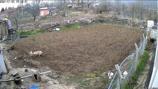 Kümese giren köpek tavuğu alıp kaçtı, o anlar kameraya yansıdı