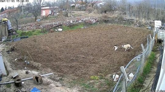 Kümese giren köpek tavuğu alıp kaçtı, o anlar kameraya yansıdı