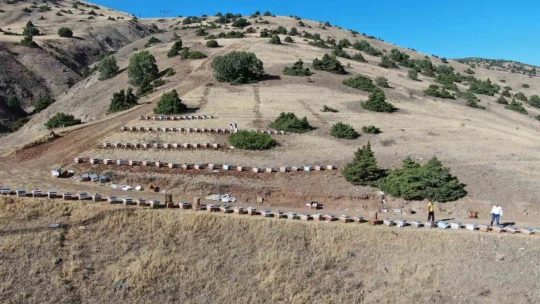 Küresel ısınma arıcıları vurdu, rekoltede bin tondan 500 tona düştü