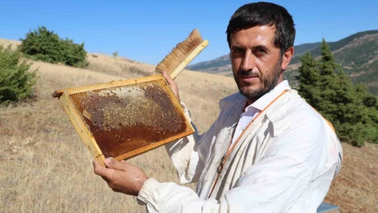 Küresel ısınma arıcıları vurdu, rekoltede bin tondan 500 tona düştü