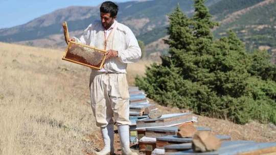 Küresel ısınma arıcıları vurdu, rekoltede bin tondan 500 tona düştü
