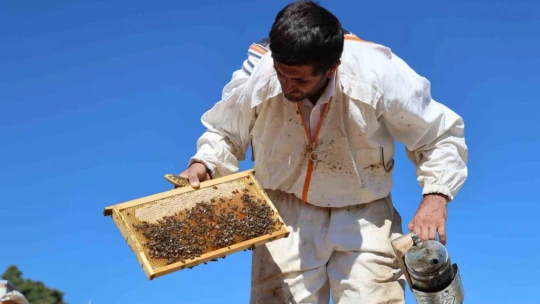 Küresel ısınma arıcıları vurdu, rekoltede bin tondan 500 tona düştü