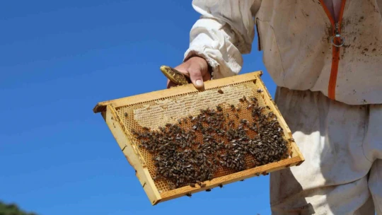 Küresel ısınma arıcıları vurdu, rekoltede bin tondan 500 tona düştü