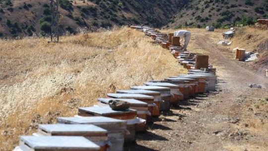 Küresel ısınma arıcıları vurdu, rekoltede bin tondan 500 tona düştü