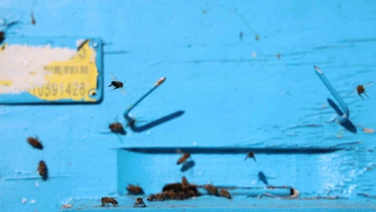 Küresel ısınma arıları da uyutmadı, tehlike kapıda