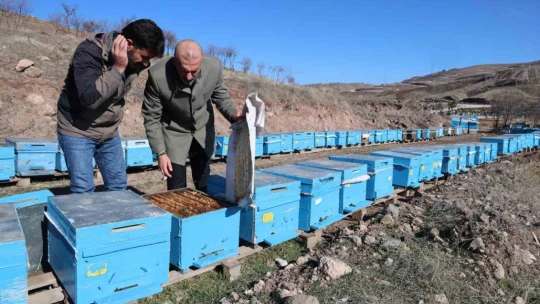 Küresel ısınma arıları da uyutmadı, tehlike kapıda