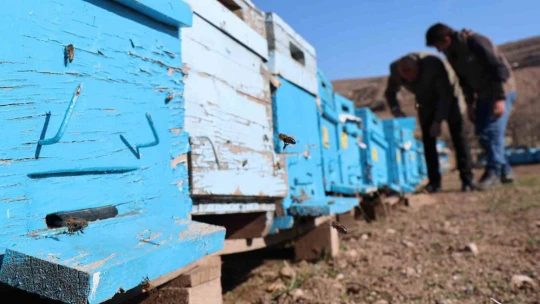 Küresel ısınma arıları da uyutmadı, tehlike kapıda
